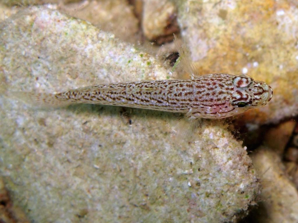 Gobius fallax (Sarato, 1889)